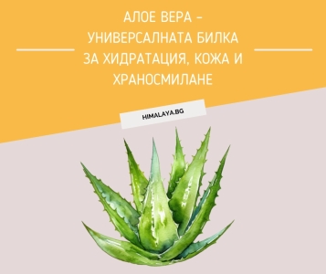 Алое вера – универсалната билка за хидратация, кожа и храносмилане