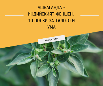 Ашваганда – индийският женшен: 10 ползи за тялото и ума