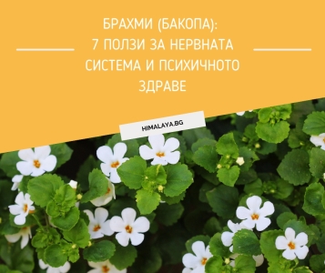 Brahmi (Bacopa monnieri): 7 Benefits for the Nervous System and Mental Health