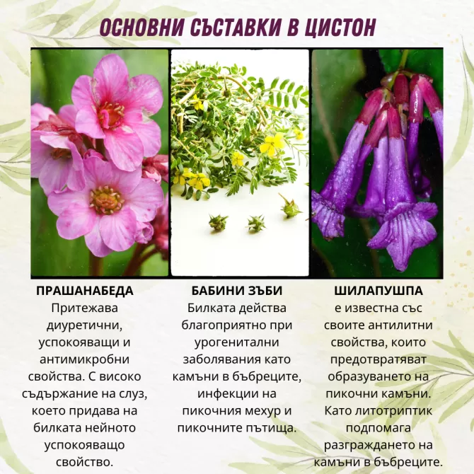 Цистон - За здрави бъбреци, Himalaya Wellness, 60 табл. 