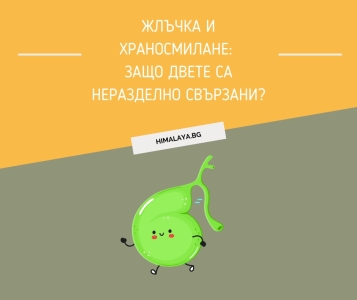 Gallbladder and Digestion: Why They Are Closely Connected