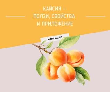 Кайсия – ползи, свойства и приложение