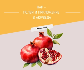 Pomegranate (Dadima) in Ayurveda – Benefits & Uses | Himalaya