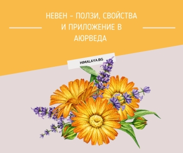 Calendula – Benefits and Uses in Ayurveda