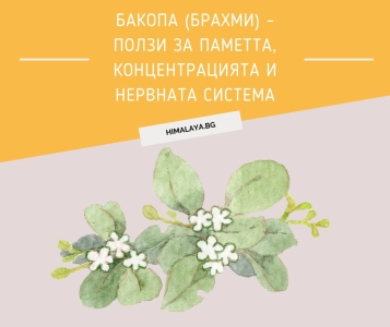 Bacopa (Brahmi) – Benefits for Memory, Focus and Brain Health