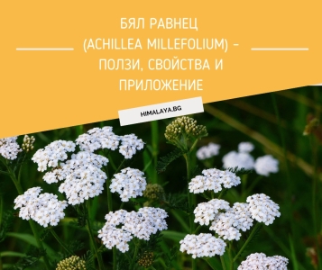 Бял равнец (Achillea millefolium) – ползи, свойства и приложение