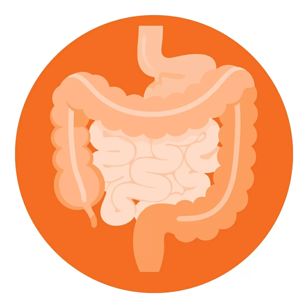 Digestion