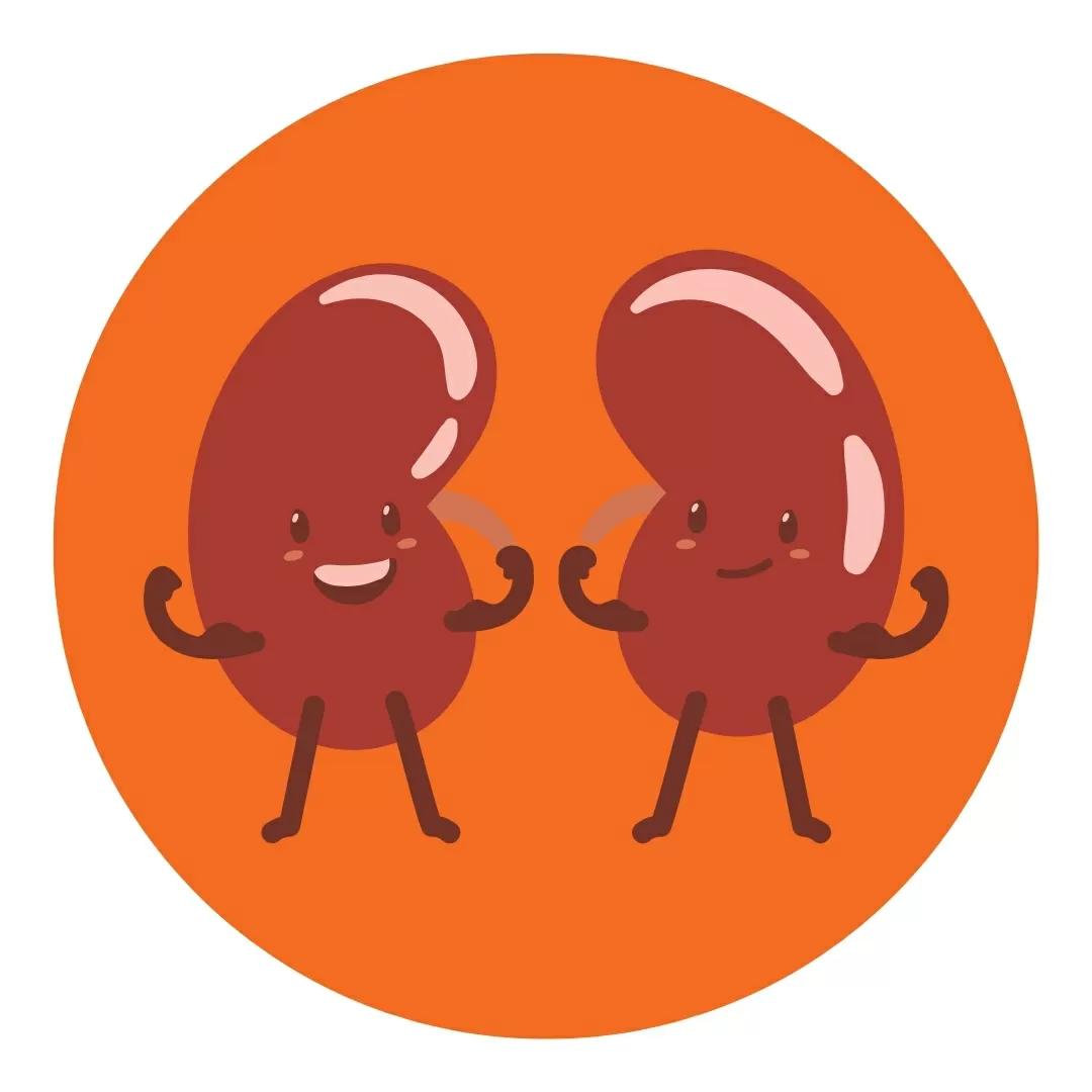 Healthy Kidneys